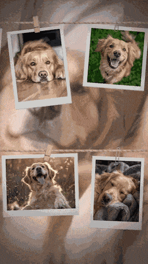 Green Screen effect template preview